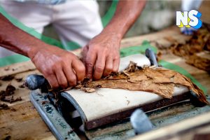 The History of Puerto Rico’s Golden Age of Tobacco Nuestro Stories